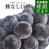 山梨県産JAふえふき　大型サイズ　種なし巨峰 赤秀以上 約1.5キロ (3房入り) 送料無料 葡萄 ぶどう 黒ぶ…