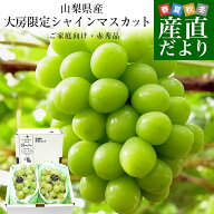 山梨県産 大房シャインマスカット ご家庭向け・赤秀品 1.1キロから1.2キロ前後（2房）送料無料 ぶどう ブ…