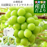 【遅れてごめんね敬老の日ギフト】山梨県産 大房シャインマスカット 1.1キロから1.2キロ前後（2房） ※ク…