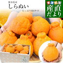 【決算特別価格！】熊本県から産地直送 熊本県産 大玉 しらぬい(不知火) 優品以上 4Lから2Lサイズ たっぷり約5キロ1箱…