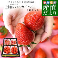 栃木県産 JAうつのみや 超盛り「上河内のスカイベリー」たっぷり2箱 合計1キロ以上（約280g×4入り）計20…