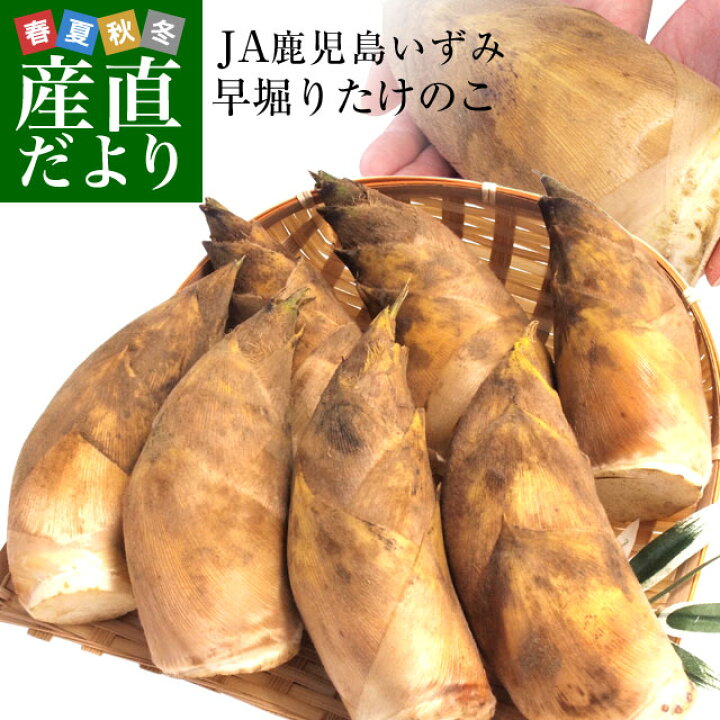 楽天市場 鹿児島県より産地直送 Ja鹿児島いずみ 早堀りたけのこ 約2キロ 5本 9本 タケノコ 筍 竹の子 孟宗竹 送料無料 出水 産直だより