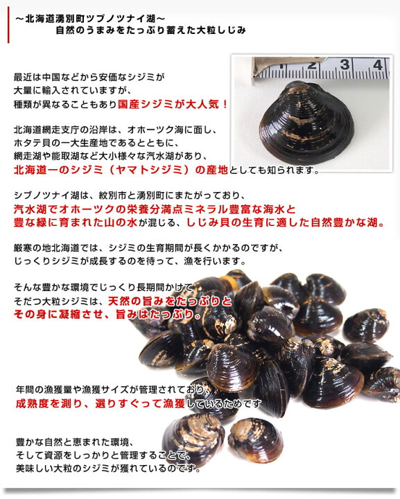 楽天市場 送料無料 北海道より産地直送 北海道湧別町産 大粒しじみ 約1キロ 0g 5袋 産直だより