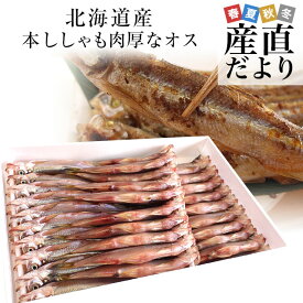 北海道産 本ししゃも 肉厚なオス 30尾入り化粧箱 送料無料 北柳葉魚 本シシャモ　シーフード