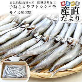 鹿児島県山田水産より発送　鹿児島県加工　サイズ無選別　子持ちカラフトシシャモ（アイスランド産）1キロ（60尾前後）※クール冷凍便　送料無料　ししゃも　シーフード