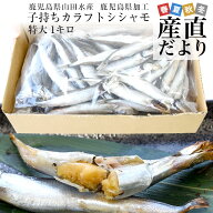 鹿児島県山田水産より発送　鹿児島県加工　特大　子持ちカラフトシシャモ（アイスランド産）1キロ（50尾…