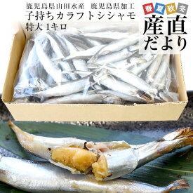 鹿児島県山田水産より発送　鹿児島県加工　特大　子持ちカラフトシシャモ（アイスランド産）1キロ（50尾前後）※クール冷凍便　送料無料　ししゃも　シーフード