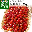 山形県より産地直送 厳選農家の さくらんぼ佐藤錦 秀品 Lサイズ 超盛 1.2キロ (約300g×4P入) 送料無料 ※クール便発送