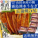 送料無料　鹿児島県志布志より産地直送　山田水産　霧島湧水うなぎ　長蒲焼き　大サイズ5本セット（140g以上×5本）　鰻 ランキングお取り寄せ