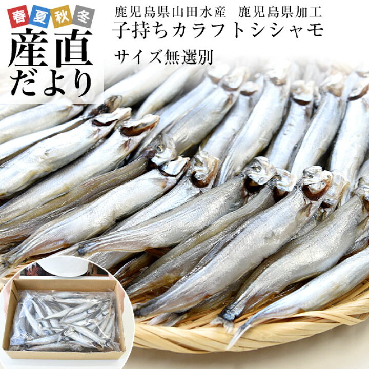 楽天市場】鹿児島県山田水産より発送 鹿児島県加工 サイズ無選別 子持ちカラフトシシャモ(アイスランド産)1キロ(60尾前後)※クール冷凍便 送料無料 ししゃも シーフード : 産直だより 楽天市場】鹿児島県山田水産より発送 鹿児島県加工 サイズ無選別 子持ちカラフトシシャモ(アイスランド産)1キロ(60尾前後)※クール冷凍便 送料無料 ししゃも シーフード : 産直だより