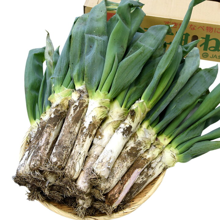 楽天市場】群馬県産 JA全農ぐんま 下仁田ねぎ 約4キロ(3Lから2L 15本から20本) 送料無料 市場発送 葱 ネギ 長ネギ しもにた クール便 : 産直だより 楽天市場】群馬県産 JA全農ぐんま 下仁田ねぎ 約4キロ(3Lから2L 15本から20本) 送料無料 市場発送 葱 ネギ 長ネギ しもにた クール便 : 産直だより