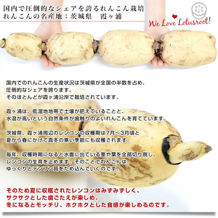 2022新ばす】1kg れんこん 茨城県産 蓮根 堀り取り当日発送① | 【2022新ばす】1kg れんこん 茨城県産 蓮根 堀り取り当日発送② | oxygencycles.in