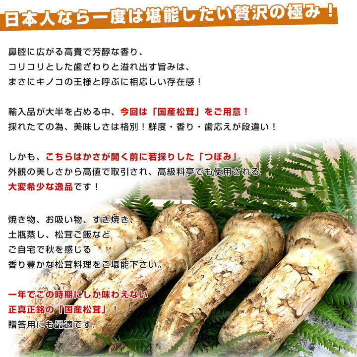 楽天市場】国産松茸（つぼみ）400g前後（4本から8本前後） 送料無料 
