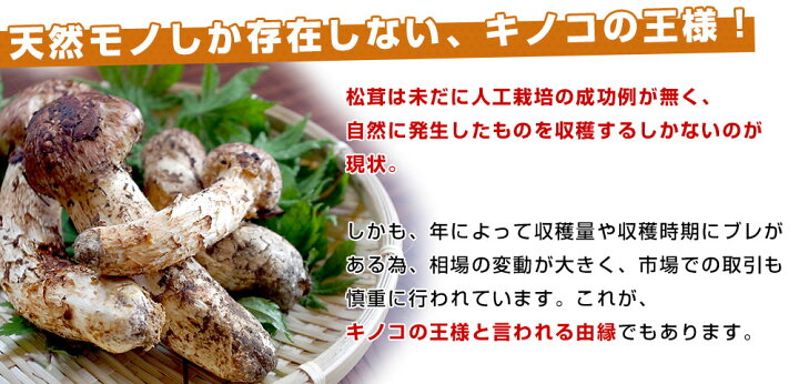 楽天市場】国産松茸（つぼみ）400g前後（4本から8本前後） 送料無料 