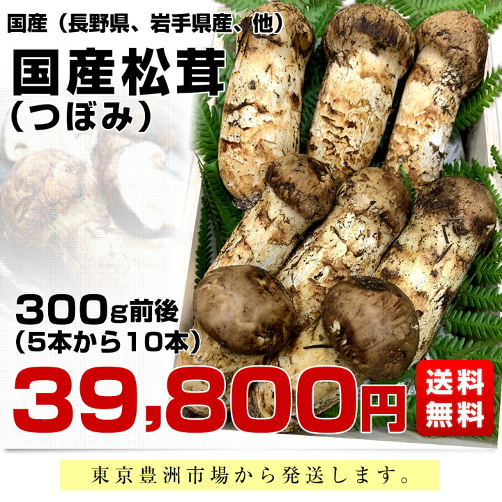 楽天市場】国産松茸（つぼみ）300g前後（5本から10本前後） 送料無料 