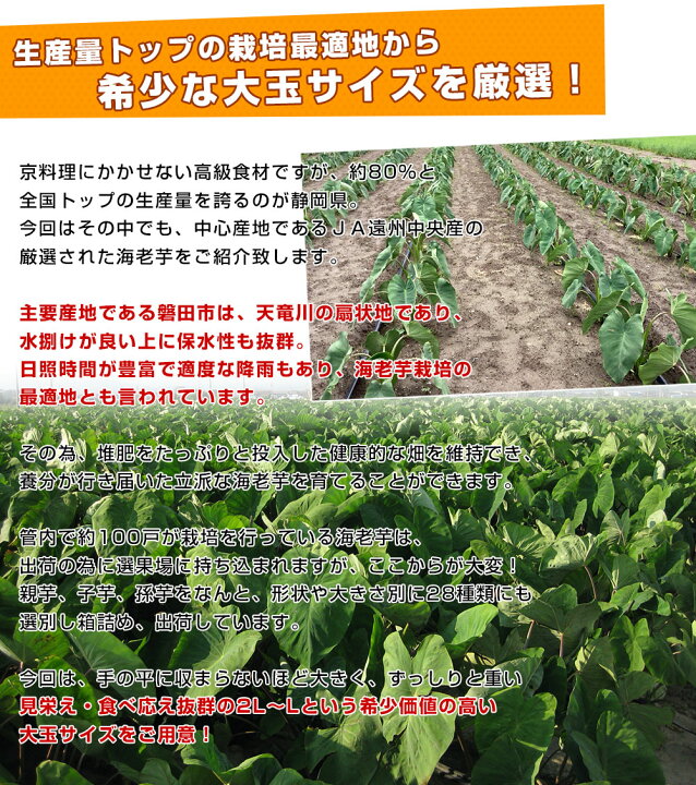 楽天市場 静岡県産 ｊａ遠州中央 海老芋 2lからl 約5キロ 12個から個前後 送料無料 えびいも エビイモ 里芋 さといも 野菜 市場発送 産直だより