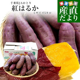 千葉県産 JAかとり 紅はるか Lサイズ 約5キロ 13本前後 送料無料 さつまいも サツマイモ 薩摩芋 新芋 市場発送