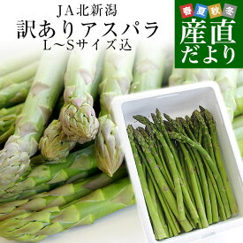 新潟県より産地直送 JA北新潟 新発田の訳ありグリーンアスパラ 規格外LからS込 約1キロ 送料無料