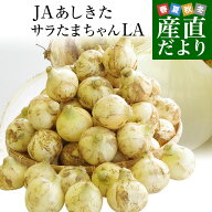 熊本県より産地直送 JAあしきた サラたまちゃん LAサイズ 約10キロ （30玉前後） 送料無料 玉葱 タマネギ…