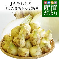 熊本県より産地直送 JAあしきた サラたまちゃん 規格外 (訳あり品) 約5キロ (15玉前後) 送料無料 玉葱 タ…