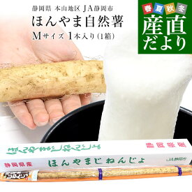 静岡県より産地直送 JA静岡市 本山自然薯 ほんやまじねんじょ 1本物 Mサイズ 1本入り 送料無料 山芋 やまいも とろろ