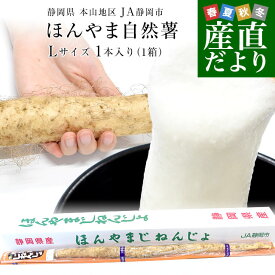 静岡県より産地直送 JA静岡市 本山自然薯 ほんやまじねんじょ 1本物 Lサイズ 1本入り 送料無料 山芋 やまいも とろろ