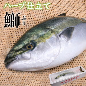 ぶり 5kgの人気商品 通販 価格比較 価格 Com