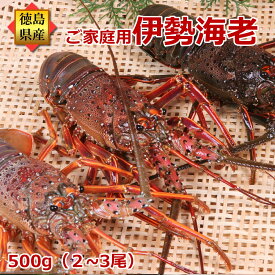訳あり 活伊勢海老 2～3尾で500g分 活きたままお届け ご家庭用セット 数量指定不可 産地直送/徳島県産 伊勢えび いせえび 伊勢エビ 長寿祝い ギフト 冷凍ではありません！ お買い物マラソン