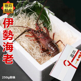 ゴルフコンペ イベント用景品目録 活きてる 活伊勢海老（約250g×1尾）産地直送/徳島県産 贈答 お祝い用 伊勢えび いせえび 天然 伊勢エビ イセエビ 刺身料理 エビギフト プレゼント