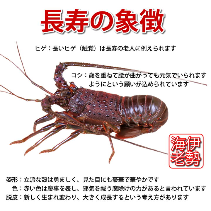 楽天市場 あす楽対応活きたままお届け 訳あり 伊勢海老 2 3尾で500g分 数量指定不可 ご家庭用 訳ありセット 産地直送 宅配便 送料込み 徳島県産 長寿祝い 伊勢えび いせえび 伊勢エビ イセエビ エビギフト お年賀 楽天 お買い物マラソン あわいち 徳島 阿波の産直便