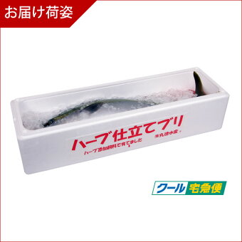 ハーブ仕立てブリラウンド活き〆鰤/お歳暮お年賀贈答ギフト/歳取り魚に関西の寒ブリ産地直送【楽ギフ_のし宛書】≪ハーブ仕立てブリラウンド5kg×1本送料無料≫