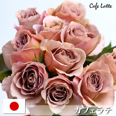 ミルクコーヒー色のバラカフェラテ 40cm 1本本以上より 国産 徳島県産 薔薇 切花 花束 誕生日 ギフト バースデー プレゼント Rcp Room 欲しい に出会える