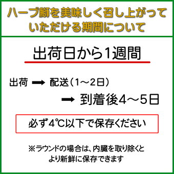 ハーブ仕立て鰤ラウンド5kg×1本宅配便送料無料☆☆鰤海の幸ブリぶり活き〆贈答ギフト寒ブリ寒鰤寒ぶり産地直送※代引き不可※12月28日年内最終発送