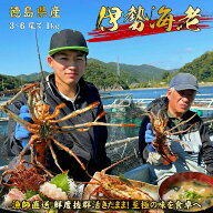 【予約 9月20日お届け】伊勢海老 3～6尾で1kg分 サイズ数量お任せ BBQ 長寿祝い 新築祝い 誕生日 贈答 イ…