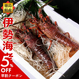 母の日 プレゼント 天然 活伊勢海老（4～6尾で1kg分）サイズお任せ 活きたままお届け！産地直送 四国 徳島県産 長寿祝い 実家 親 父 母 親戚 伊勢えび いせえび 天然 伊勢エビ イセエビ 誕生日 御祝い 卒業 就職祝い 記念品