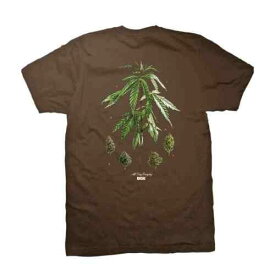ディジーケー DGK Dirty Ghetto Kids Botanical Society S/S Tee (Dark Chocolate) T-Shirt メンズ