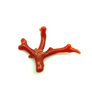 ԎX y } p[c [X  f  nhCh IWiANZT[  TS R[ sango coral {X F ΎX mY 