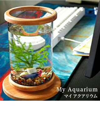 楽天市場 ミニ水槽 アクアリウム 水草ガラス水槽 観葉植物の鉢 円柱 丸い ミニ水槽 かわいい 小さい 小さな熱帯魚 ポット 容器 おしゃれ 約15cm ハイドロカルチャー用 エアプランツや苔の栽培 ボトル園芸 コケリウム 苔テラリウム ワンルーム 新築祝いの贈り物に