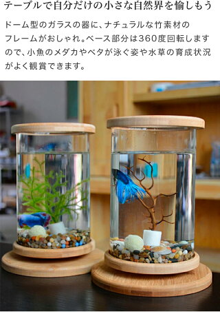 楽天市場 テラリウム 小さなポット 小型 鉢 ガラス容器 苔テラリウム 小さい観葉植物 おしゃれ 鉢 おしゃれ マリモ エアープランツや苔 エアプランツ用 ミニ水槽 テラリウム プランター 卓上 テーブル上 ミニ ボトル園芸 コケリウム 1人暮らし ワンルーム 新築祝いの