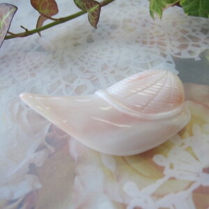 WsNX Xq̃u[` VRTSE ANZT[ w΃TSx X荥 җ a j   3̒a Mtg v[g 35N XEl