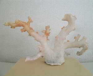 mYX̌؁EqEu w΃TSx X荥 җ a j   3̒a Mtg v[g 35N XEl