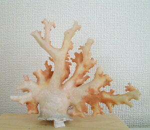 mYX̌ q u w΃TSx X荥 җ a j   3̒a Mtg v[g 35N XEl