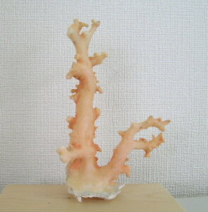 mYX̌؁EqEuw΃TSx X荥 җ a j   3̒a Mtg v[g 35N XEl