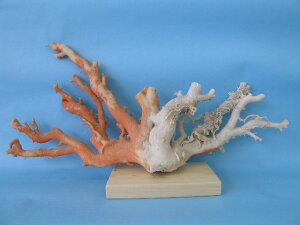 高知沖産白珊瑚の原木 拝見 置物 『宝石サンゴ』 珊瑚婚 還暦 誕生日 御祝 厄除 御守 3月の誕生石 ギフト プレゼント 結婚35周年 珊瑚職人