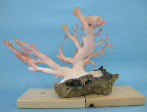 [CX̌ q uw΃TSx X荥 җ a j   3̒a Mtg v[g 35N XEl