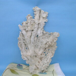 w󏭁xViCX̒uEqE؁w΃TSx X荥 җ a j   3̒a Mtg v[g 35N XEl ƕ