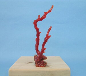 yYԎX̔q u  u  w΃TSx X荥 җ a j   3̒a Mtg v[g 35N XEl