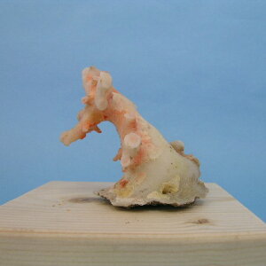 mYX̌ q uw΃TSx X荥 җ a j   3̒a Mtg v[g 35N XEl