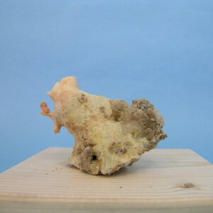 mYX̌ q uw΃TSx X荥 җ a j   3̒a Mtg v[g 35N XEl