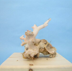 mYX̌ q u   Ɂw΃TSx X荥 җ a j   3̒a Mtg v[g 35N XEl